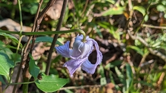 Clematis crispa