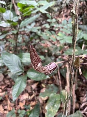 Aristolochia