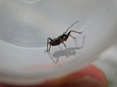 Rhynocoris annulatus