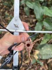 Aristolochia