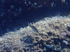 Diplodus puntazzo