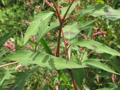 Persicaria lapathifolia