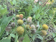 Gaillardia