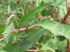 Persicaria lapathifolia