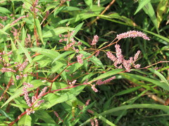 Persicaria lapathifolia