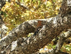 Upupa epops africana