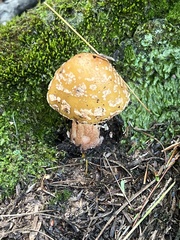 Amanita rubescens