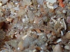 Millerigobius macrocephalus