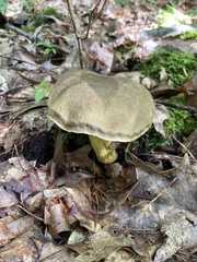 Retiboletus ornatipes