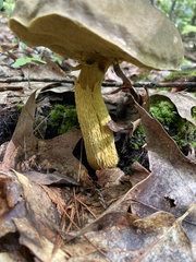 Retiboletus ornatipes