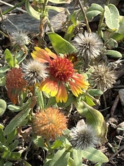 Gaillardia pulchella