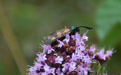 Zygaena filipendulae