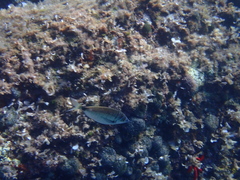 Diplodus puntazzo