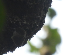 Cyanomitra cyanolaema