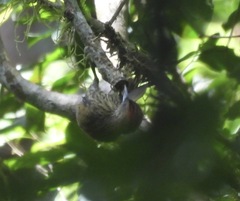 Chloropicus elliotii