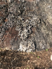 Punctelia bolliana