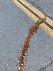 Araucariaceae