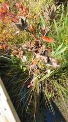 Hibiscus lasiocarpos