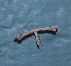 Platyptilia carduidactylus