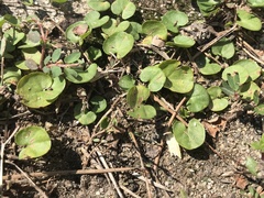 Dichondra carolinensis