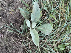 Stachys byzantina
