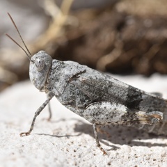 Oedipoda germanica