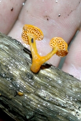 Favolaschia claudopus