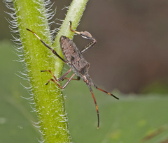 Leptoglossus oppositus