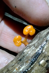 Favolaschia claudopus