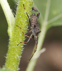 Leptoglossus oppositus