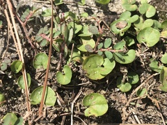Dichondra carolinensis