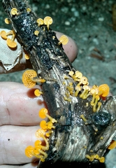 Favolaschia claudopus