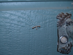 Platyptilia carduidactylus