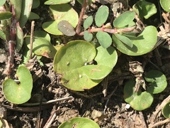 Dichondra carolinensis