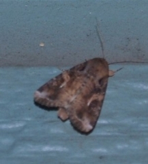 Spodoptera