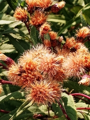 Vernonia fasciculata