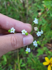 Euphorbia pubentissima
