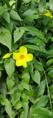 Allamanda cathartica