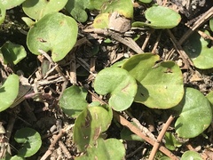 Dichondra carolinensis