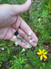 Euphorbia pubentissima