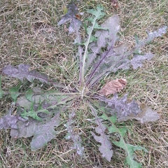 Taraxacum officinale