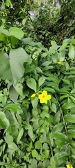 Allamanda cathartica