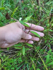 Euphorbia pubentissima