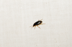 Notiobia terminata