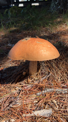 Leccinum aurantiacum