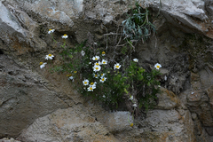 Anthemis maritima