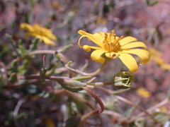 Osteospermum