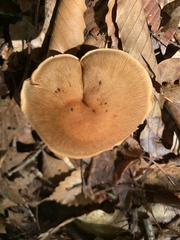 Cortinarius semisanguineus