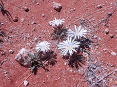 Gazania jurineifolia