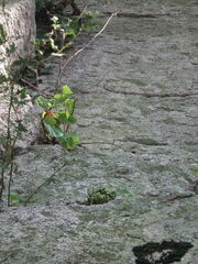 Selaginella tamariscina
